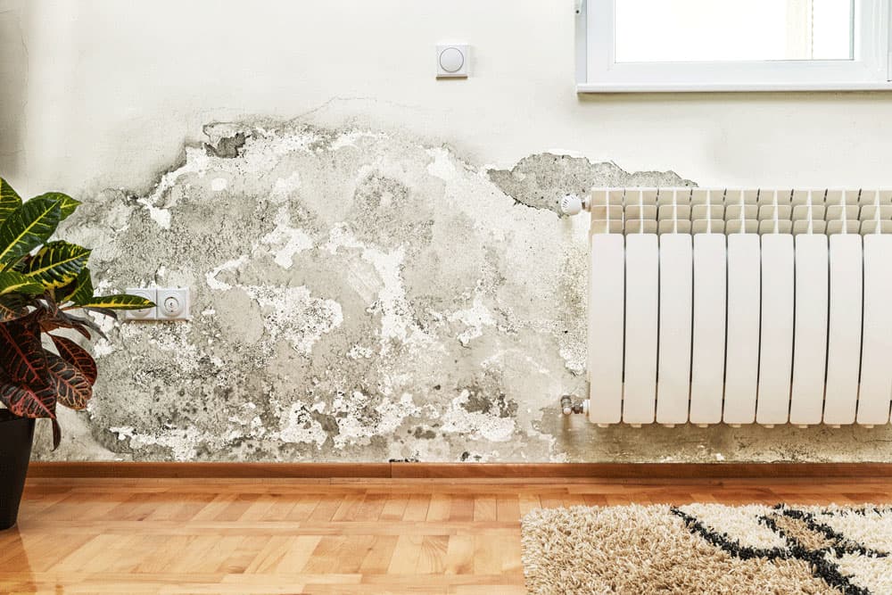 Waterproofing & Anti-Mould Painting